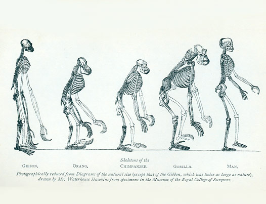http://geopolicraticus.files.wordpress.com/2009/07/skeleton-of-the-gibbon-orang-chimpanzee-gorilla-and-man.jpg