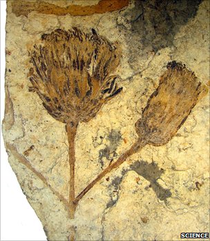 fossil-sunflower.jpg