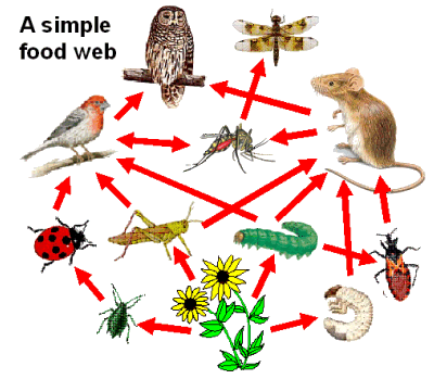 food chain and food web difference. Food webs are basic structures