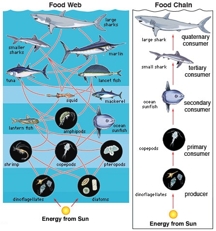 picture of food chain and food web. Difference Between Food Chain