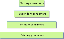 A biomass pyramid shows the amount of biomass at each trophic level. When energy is transferred from one trophic level to the next, typically only ten percent is used to build new biomass. The remaining ninety percent goes to metabolic processes or is dissipated as heat. This energy loss means that productivity pyramids are never inverted, and generally limits food chains to about six levels. However, in oceans, biomass pyramids can be wholly or partially inverted, with more biomass at higher levels. (Wikipedia)