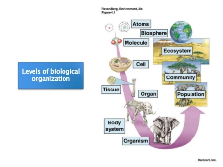 levels of biological organization